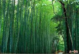 imagen bambu